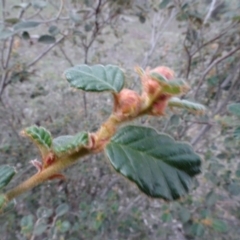 Pomaderris eriocephala (Woolly-head Pomaderris) at Stony Creek Nature Reserve - 15 May 2020 by AndyRussell