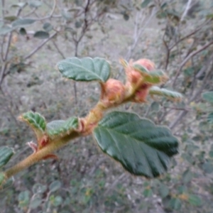 Pomaderris eriocephala at Carwoola, NSW - 15 May 2020