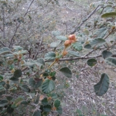 Pomaderris eriocephala at Carwoola, NSW - 15 May 2020