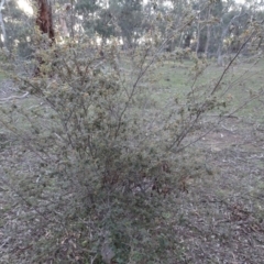 Pomaderris eriocephala at Carwoola, NSW - 15 May 2020