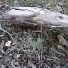 Leucochrysum albicans subsp. tricolor (Hoary Sunray) at Stony Creek Nature Reserve - 15 May 2020 by AndyRussell