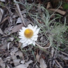 Leucochrysum albicans subsp. tricolor at Carwoola, NSW - 15 May 2020 05:58 PM