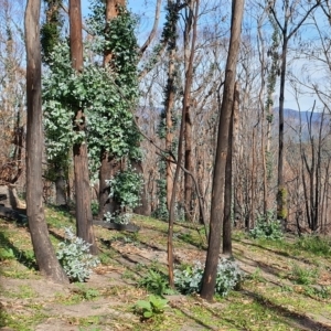 Eucalyptus globulus subsp. maidenii at Wyndham, NSW - 12 May 2020