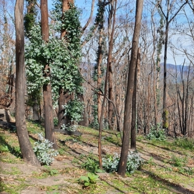Eucalyptus globulus subsp. maidenii (Maiden's Gum, Blue Gum) at Rocky Hall, NSW - 12 May 2020 by JoyGeorgeson
