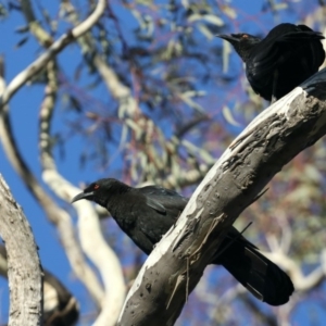 Corcorax melanorhamphos at Majura, ACT - 15 May 2020