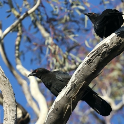 Corcorax melanorhamphos (White-winged Chough) at Majura, ACT - 15 May 2020 by jb2602