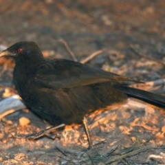 Corcorax melanorhamphos at Majura, ACT - 15 May 2020