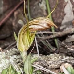 Diplodium truncatum (Little Dumpies, Brittle Greenhood) at Jerrabomberra, NSW - 15 May 2020 by DerekC