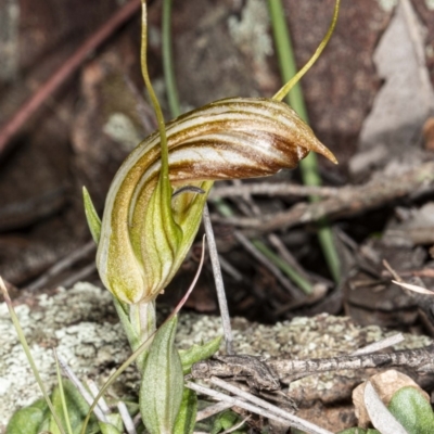 Diplodium truncatum (Little Dumpies, Brittle Greenhood) at Jerrabomberra, NSW - 15 May 2020 by DerekC