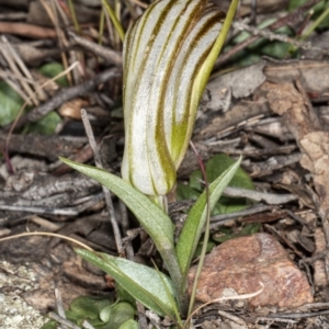 Diplodium truncatum at Jerrabomberra, NSW - 15 May 2020