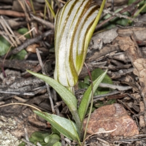 Diplodium truncatum at Jerrabomberra, NSW - suppressed