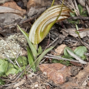 Diplodium truncatum at Jerrabomberra, NSW - suppressed