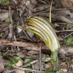 Diplodium truncatum at Jerrabomberra, NSW - suppressed