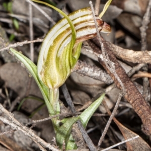 Diplodium truncatum at Jerrabomberra, NSW - suppressed