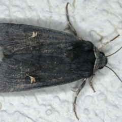 Proteuxoa cinereicollis (A noctuid or owlet moth) at Ainslie, ACT - 15 May 2020 by jb2602