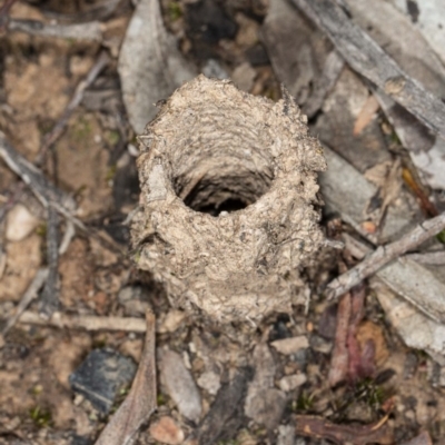 Camponotus intrepidus (Flumed Sugar Ant) at Mount Jerrabomberra QP - 15 May 2020 by DerekC