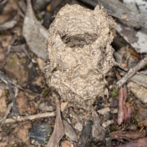 Camponotus intrepidus at Jerrabomberra, NSW - 15 May 2020
