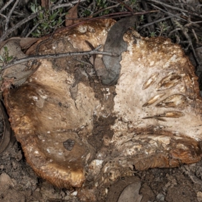 Unverified Fungus at Mount Jerrabomberra - 15 May 2020 by DerekC