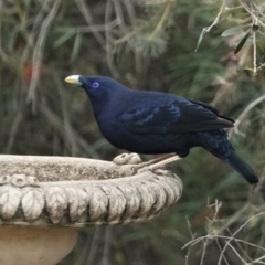 Ptilonorhynchus violaceus (Satin Bowerbird) at Black Range, NSW - 16 Aug 2019 by AndrewMcCutcheon