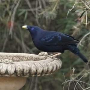 Ptilonorhynchus violaceus at Black Range, NSW - 16 Aug 2019