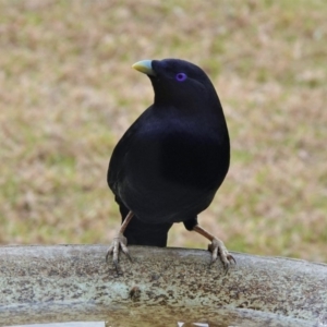 Ptilonorhynchus violaceus at Black Range, NSW - 16 Aug 2019 02:41 PM