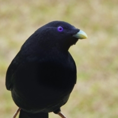 Ptilonorhynchus violaceus at Black Range, NSW - 16 Aug 2019 02:41 PM