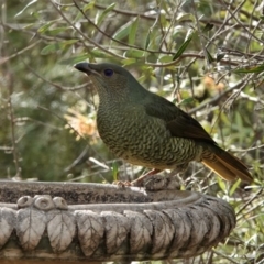 Ptilonorhynchus violaceus at Black Range, NSW - 16 Aug 2019