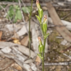 Speculantha rubescens (Blushing Tiny Greenhood) at Mount Jerrabomberra QP - 15 May 2020 by DerekC