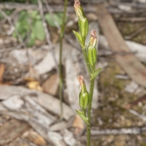 Speculantha rubescens at Jerrabomberra, NSW - 15 May 2020