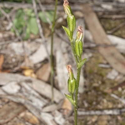 Speculantha rubescens (Blushing Tiny Greenhood) at Mount Jerrabomberra - 15 May 2020 by DerekC