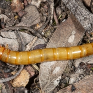 Tenebrionidae (family) at Jerrabomberra, NSW - 15 May 2020