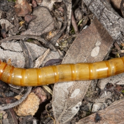 Tenebrionidae (family) (Darkling beetle) at Mount Jerrabomberra - 15 May 2020 by DerekC