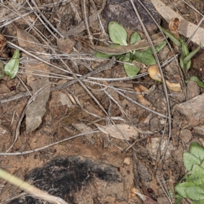 Diplodium truncatum (Little Dumpies, Brittle Greenhood) at Mount Jerrabomberra - 15 May 2020 by DerekC