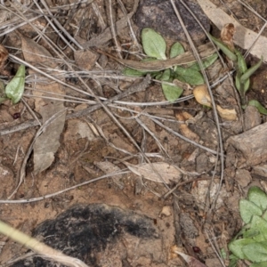 Diplodium truncatum at Jerrabomberra, NSW - 15 May 2020