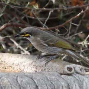 Caligavis chrysops at Black Range, NSW - 16 Aug 2019