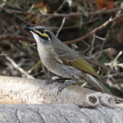 Caligavis chrysops at Black Range, NSW - 16 Aug 2019 03:14 PM
