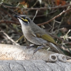 Caligavis chrysops at Black Range, NSW - 16 Aug 2019