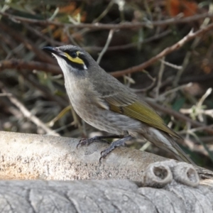 Caligavis chrysops at Black Range, NSW - 16 Aug 2019 03:14 PM