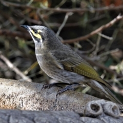 Caligavis chrysops at Black Range, NSW - 16 Aug 2019