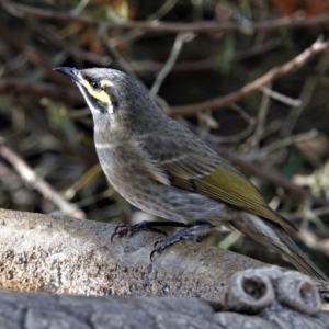 Caligavis chrysops at Black Range, NSW - 16 Aug 2019 03:14 PM