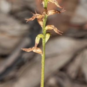 Corunastylis sp. at Jerrabomberra, NSW - 15 May 2020