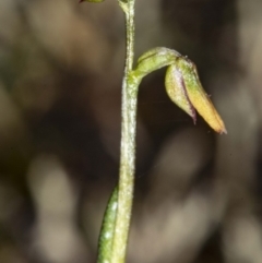 Corunastylis sp. (A Midge Orchid) at Mount Jerrabomberra - 15 May 2020 by DerekC