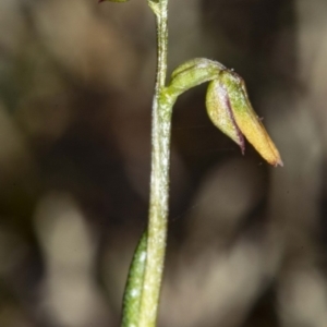 Corunastylis sp. at Jerrabomberra, NSW - 15 May 2020