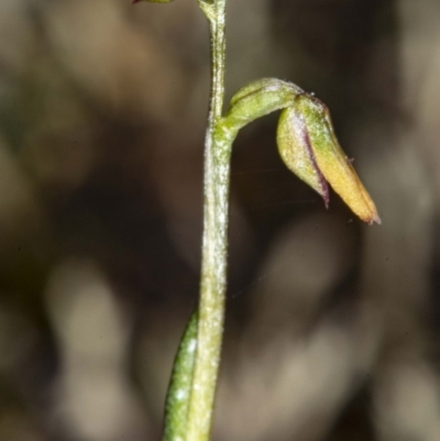 Corunastylis sp. (A Midge Orchid) at Mount Jerrabomberra QP - 15 May 2020 by DerekC