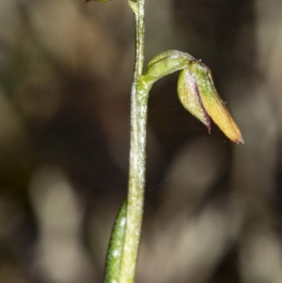 Corunastylis sp. (A Midge Orchid) at Jerrabomberra, NSW - 15 May 2020 by DerekC