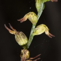 Corunastylis sp. (A Midge Orchid) at Mount Jerrabomberra - 15 May 2020 by DerekC