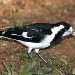 Grallina cyanoleuca (Magpie-lark) at Majura, ACT - 15 May 2020 by jb2602