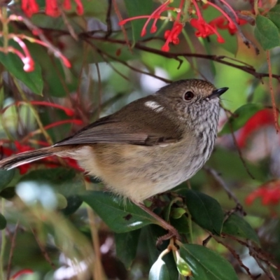 Acanthiza pusilla (Brown Thornbill) at Black Range, NSW - 27 Jul 2017 by AndrewMcCutcheon