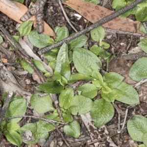 Diplodium sp. at Jerrabomberra, NSW - 15 May 2020