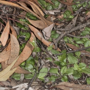 Diplodium sp. at Jerrabomberra, NSW - 15 May 2020